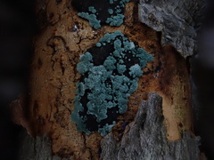 Trichoderma viride