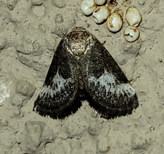 Cryptophobetron oropeso