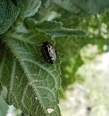 Doryphorina