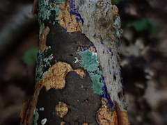 Trichoderma viride