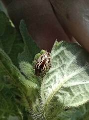 Zygogramma piceicollis