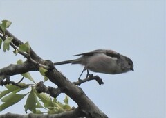 Aegithalos caudatus