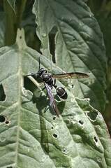 Polybia plebeja