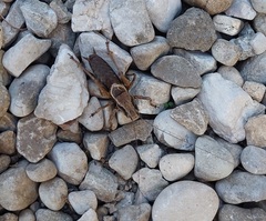 Pholidoptera griseoaptera