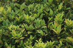 Atalantia racemosa