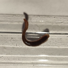 Erpobdella octoculata