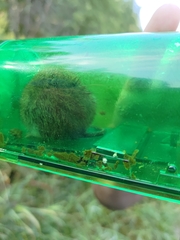 Clethrionomys glareolus