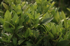 Atalantia racemosa