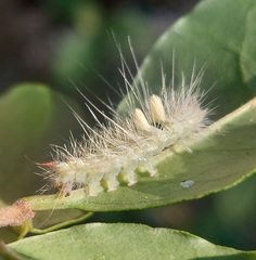 Calliteara pudibunda