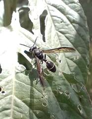 Polybia plebeja