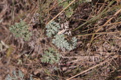 Artemisia