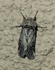 Astiptodonta aonides