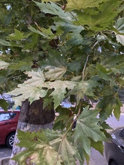 Platanus orientalis