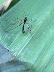 Ptychoptera contaminata