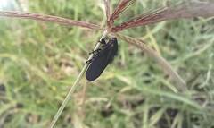 Prosapia ignifera