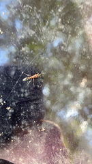 Pseudomyrmex gracilis