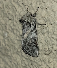 Astiptodonta aonides