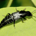 Escarabajos Vagabundos - Photo (c) Elisa Monterastelli, algunos derechos reservados (CC BY), subido por Elisa Monterastelli