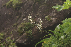 Chlorophytum malabaricum