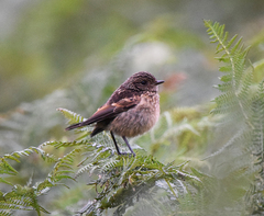 Saxicola rubicola
