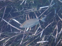 Diplodus annularis
