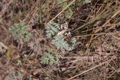 Artemisia