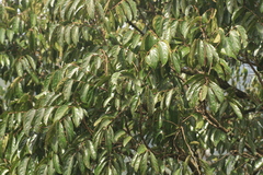 Glochidion hohenackeri