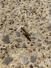 Melanoplus differentialis