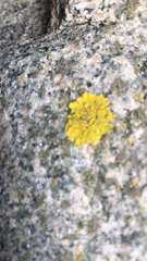 Teloschistaceae
