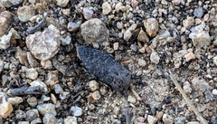 Capnodis tenebricosa