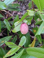 Geobalanus oblongifolius
