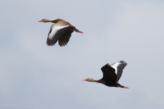 Dendrocygna autumnalis