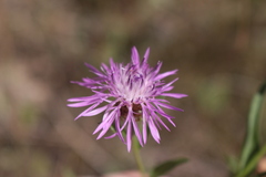 Centaurea jacea