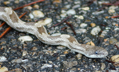 Pantherophis spiloides