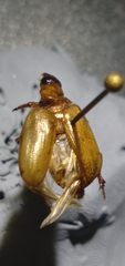 Phobetus comatus