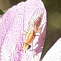Meromyza