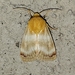 Desert Marigold Moth - Photo (c) David Heckard, some rights reserved (CC BY-NC), uploaded by David Heckard