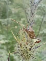 Leptoglossus phyllopus