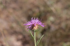 Centaurea jacea