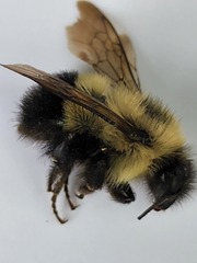 Bombus vagans