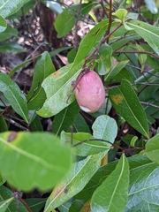 Geobalanus oblongifolius