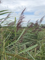 Phragmites australis australis