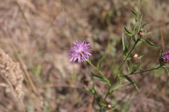 Centaurea jacea