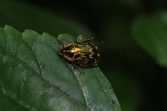Callistethus