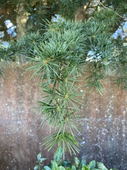 Cedrus