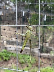 Schistocerca obscura