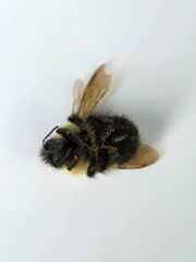 Bombus vagans