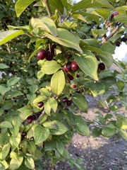 Cornus
