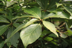 Actinodaphne bourdillonii