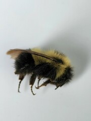 Bombus vagans